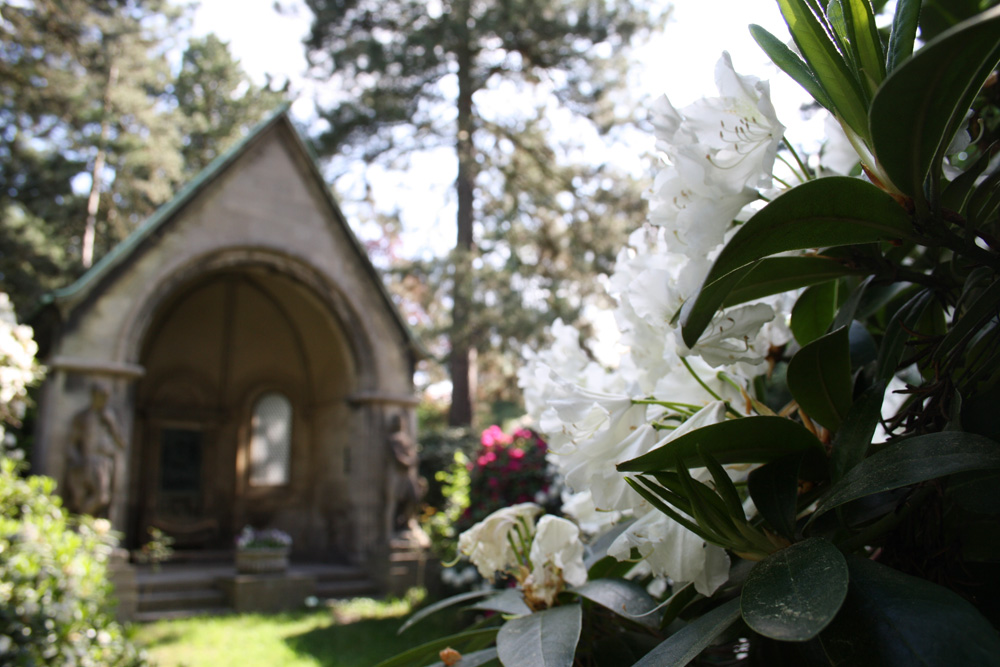 Rhododendron-Blüte auf dem Südfriedhof Leipzig. Foto: Ralf Julke