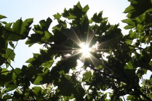 Den meisten Leipzigern sind die Folgen des Klimawandels sehr bewusst. Foto: Ralf Julke
