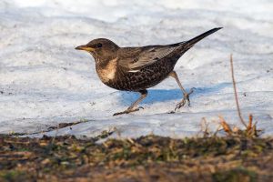 Die Ringdrossel ist in Sachsen besonders geschützt. Ihr einziges Brutgebiet liegt im Landschaftsschutzgebiet „Fichtelberg“ – wo ohne die vorgeschriebene Beteiligung der Naturschutzverbände eine Fly-Line gebaut wurde. Foto: Jan Gläßer