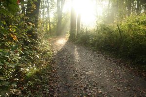 Waldweg im Auenwald. Foto: Ralf Julke