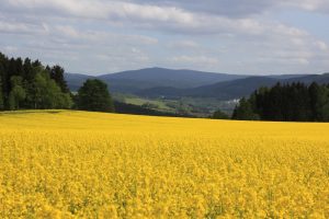 Man sieht es nicht, aber auch im Erzgebirge ist das Coronavirus unterwegs. Foto: Oimheidi, Pixabay