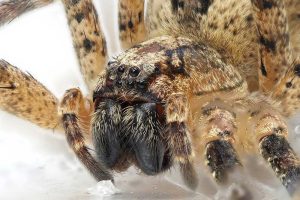 Nosferatu-Spinne. Foto: Naturkundemuseum Leipzig