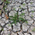 Ausgetrockneter Teich,
