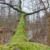 Bemooster Baum im Auwald.