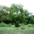 Wiese und Bäume.