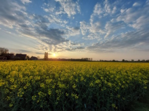 Rapsfeld im Sonnenuntergang.