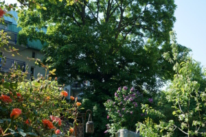 Bergahorn.