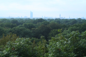 Bäume im Auwald, Aufnahme aus größerer Höhe-