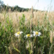 Blume auf Feld, Nahaufnahme.